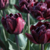 Tulip Palmyra