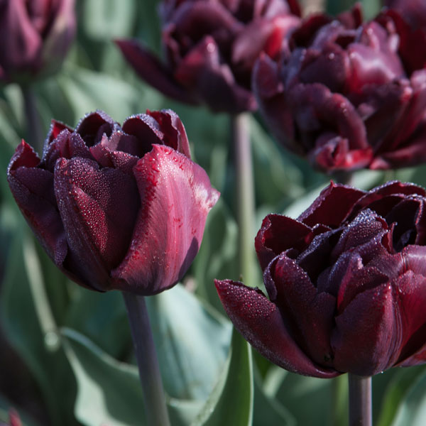 Tulip Palmyra