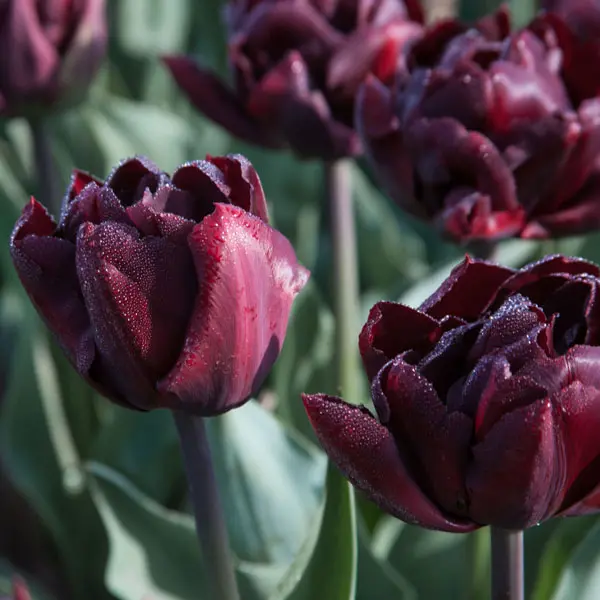 Tulip Palmyra