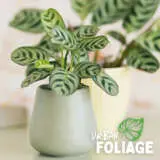 Indoor Plants