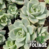 Succulents