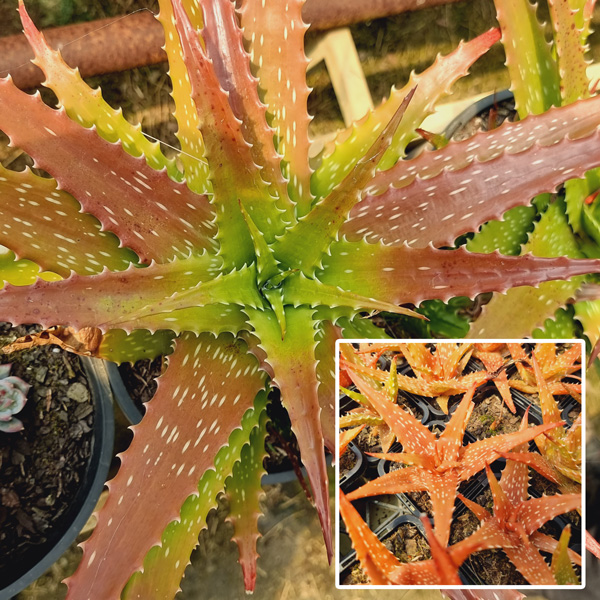 Aloe Dorotheae