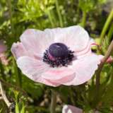 Anemone Poppy Blush Pkanepbu 1 - Garden Express Australia