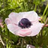 Anemone Poppy Blush Pkanepbu 1 - Garden Express Australia