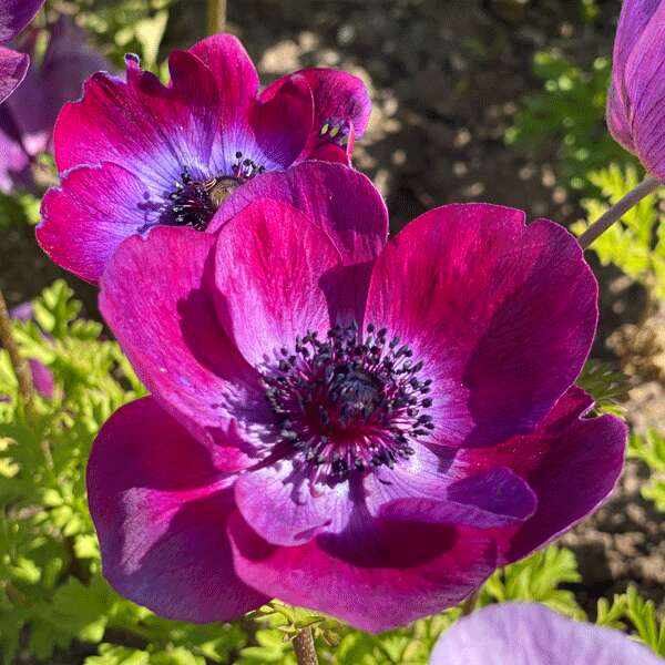 Anemone Poppy Portwine Anemone Poppy Portwine