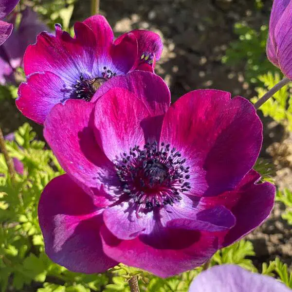 Anemone Poppy Portwine Anemone Poppy Portwine