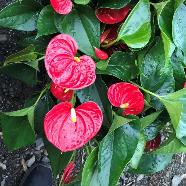 Anthurium Red Anthurium Red