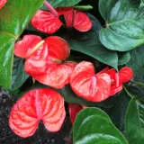 Anthurium Orange P13antora - Garden Express Australia