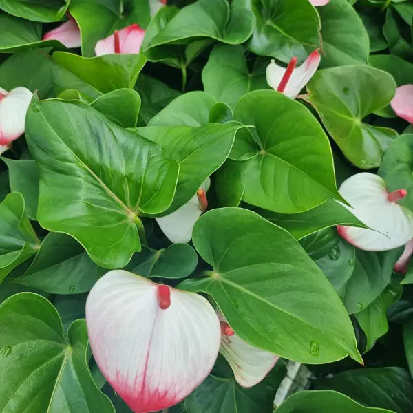 Anthurium Pink And White Anthurium Pink And White