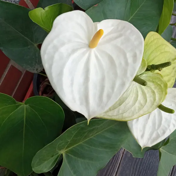 Anthurium White Anthurium White
