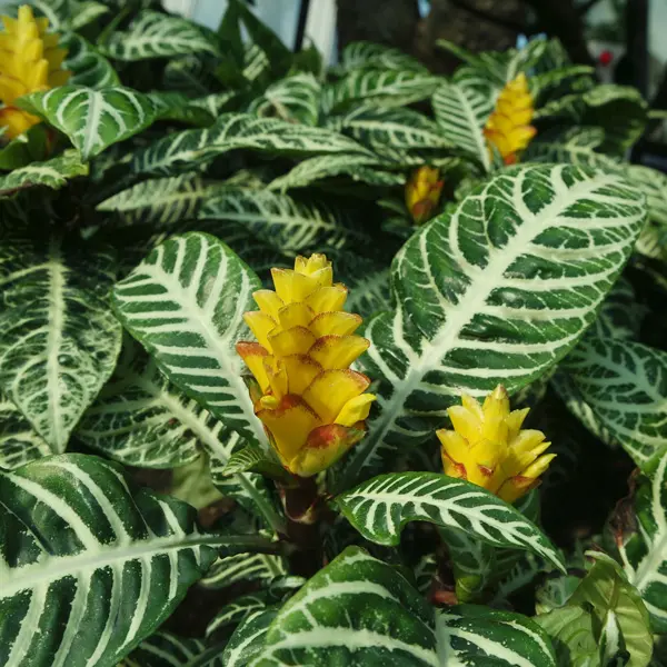 Aphelandra Zebra Plant Aphelandra Zebra Plant