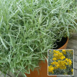 Curry Plant P68curpla - Garden Express Australia