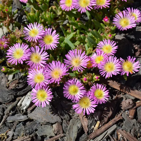 Delosperma Pig Face Pink Halo Delosperma Pig Face Pink Halo