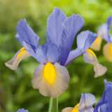 Dutch Iris Gypsy Beauty Pkdirgbe 1 - Garden Express Australia