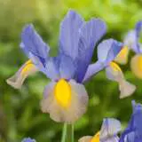 Dutch Iris Gypsy Beauty Pkdirgbe 1 - Garden Express Australia