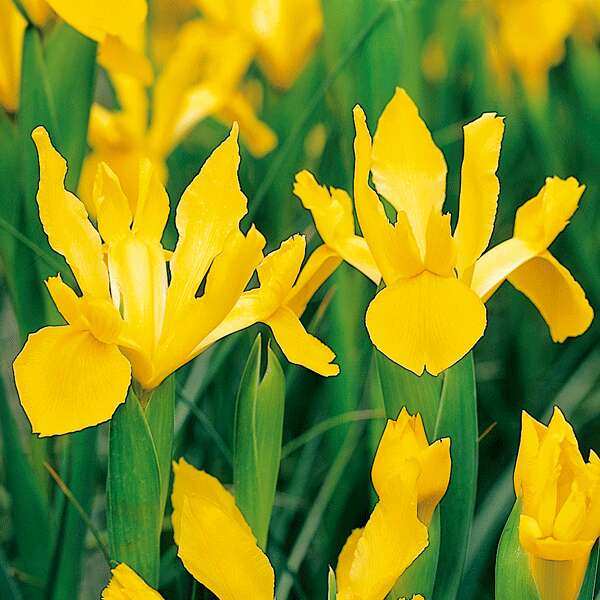 Dutch Iris Orange Beauty Dutch Iris Orange Beauty