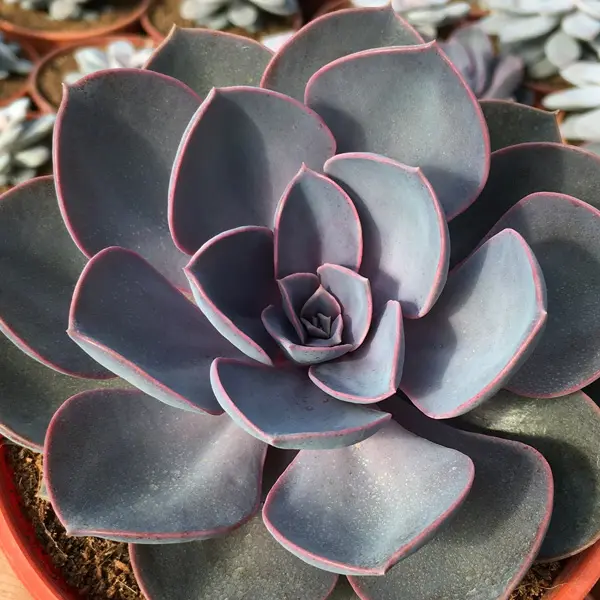 Echeveria Perle Von Nurnberg Echeveria Perle Von Nurnberg