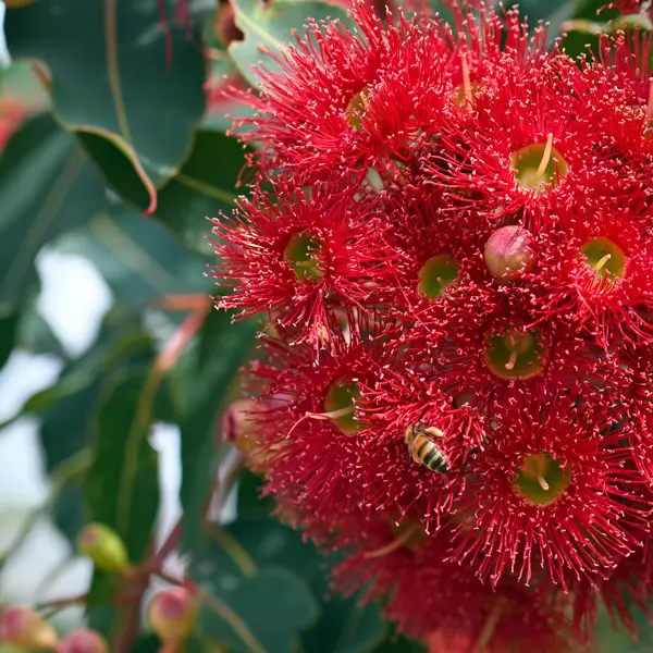 Eucalyptus (corymbia ) Mini Red Eucalyptus (corymbia ) Mini Red