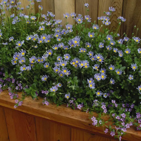 Felicia Pinwheel Periwinkle Felicia Pinwheel Periwinkle