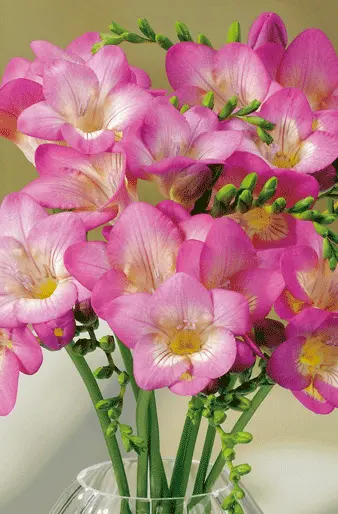 Freesia Giant Pink Devotion Freesia Giant Pink Devotion