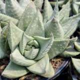 Gasteraloe Silver Swirls Gasteraloe Silver Swirls