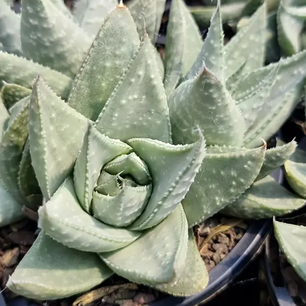 Gasteraloe Silver Swirls Gasteraloe Silver Swirls