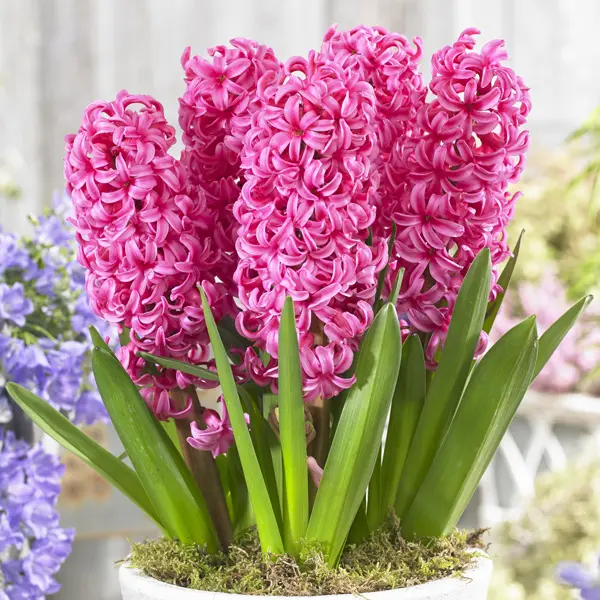 Hyacinth Johanna Hyacinth Johanna
