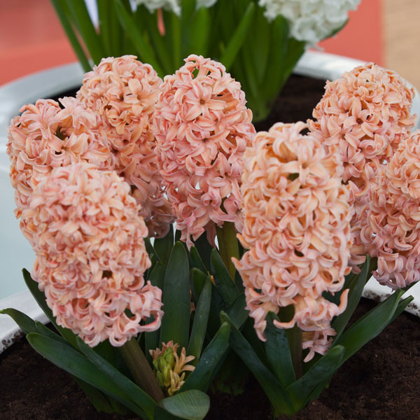 Hyacinth Orange Lion Hyacinth Orange Lion