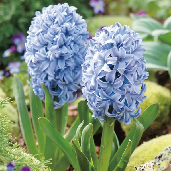 Hyacinth Sky Jacket Hyacinth Sky Jacket