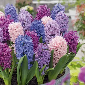 Hyacinth Spring Pastels Blend Hyacinth Spring Pastels Blend