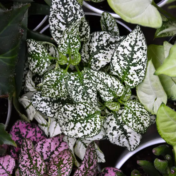 Hypoestes White Splash Hypoestes White Splash