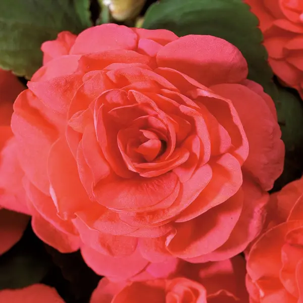 Impatiens Bonita Salmon