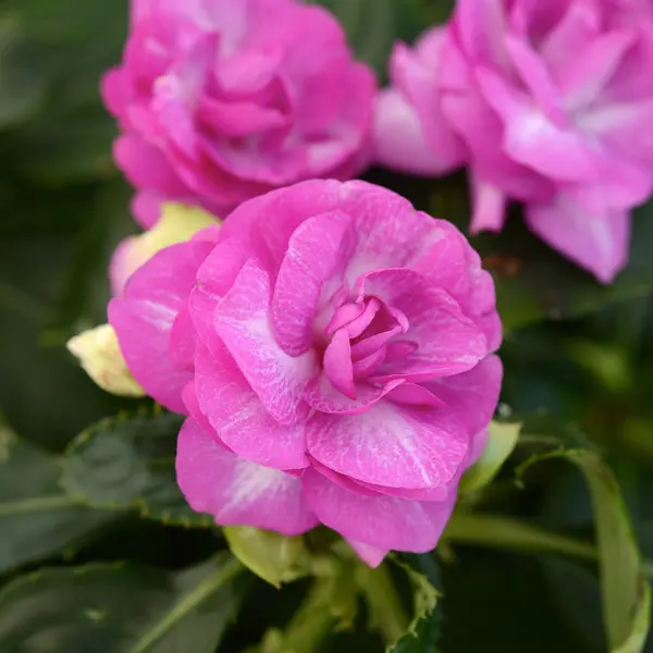 Impatiens Bonita Stardust Lavender Impatiens Bonita Stardust Lavender