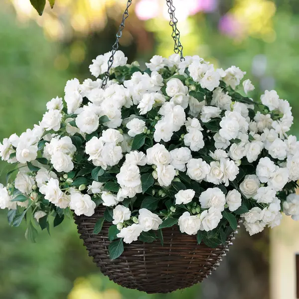 Impatiens Bonita White Impatiens Bonita White