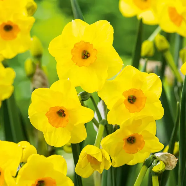 Jonquil Golden Dawn Jonquil Golden Dawn
