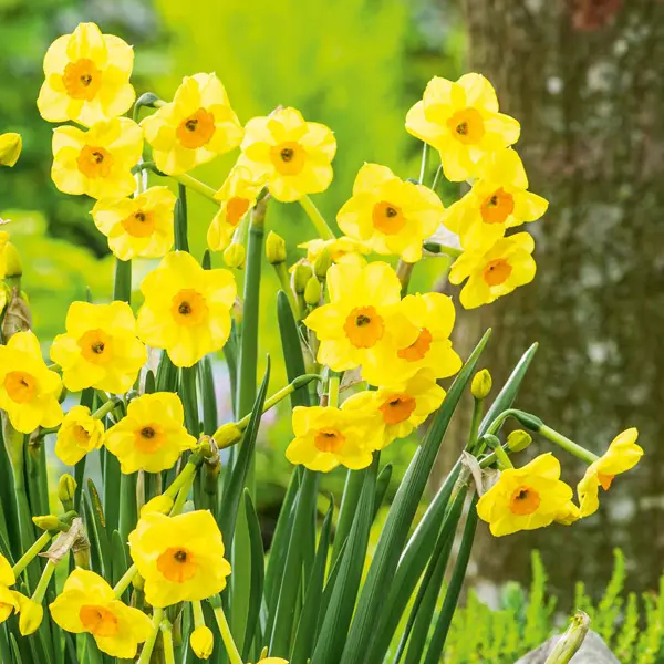 Jonquil Golden Dawn Jonquil Golden Dawn