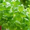 What to Grow Near Basil: Companion Plants Seed Rhs Basil Aroma 2 Seerhsbar - Garden Express Australia