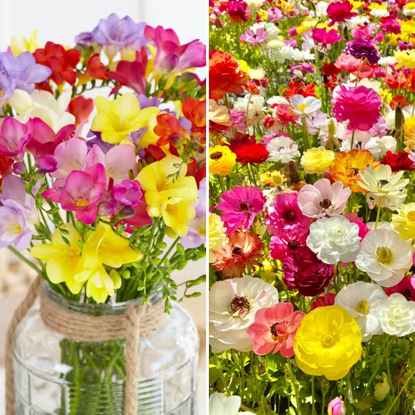 Spring Favourites Combo Spring Favourites Combo