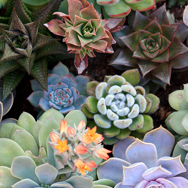 Succulent Lucky Dip 10 Pack Succulent Lucky Dip 10 Pack