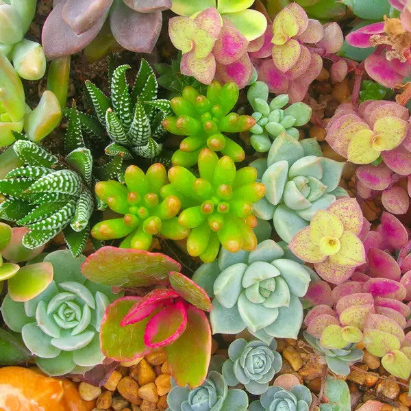 Succulent Lucky Dip 5 Pack Succulent Lucky Dip 5 Pack