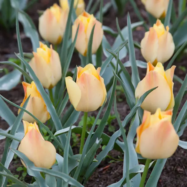Tulip Batalinii Bright Gem Tulip Batalinii Bright Gem