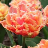 Tulip Brisbane Tulip Brisbane