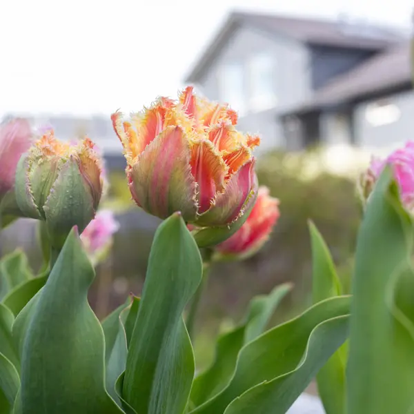 Tulip Brisbane Tulip Brisbane
