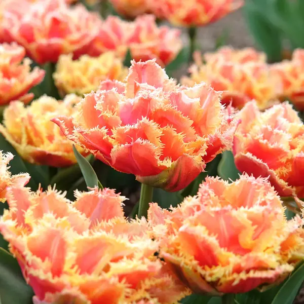 Tulip Brisbane Tulip Brisbane