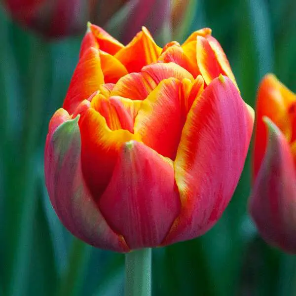 Tulip Crossfire Tulip Crossfire