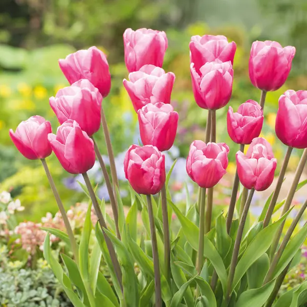 Tulip Jumbo Pink Tulip Jumbo Pink