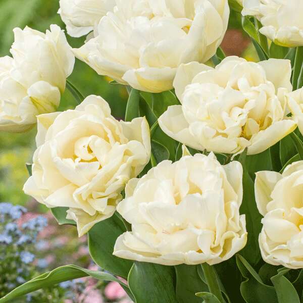 Tulip Northcap Tulip Northcap