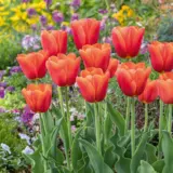Tulip Orange Juice Tulip Orange Juice