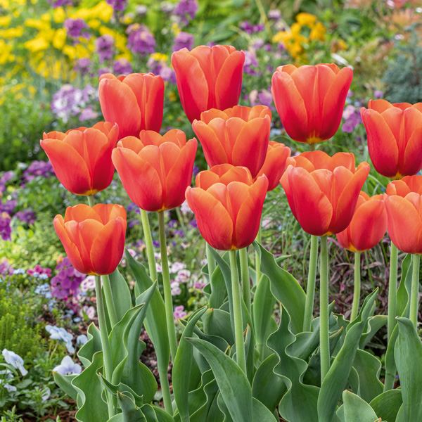 Tulip Orange Juice Tulip Orange Juice