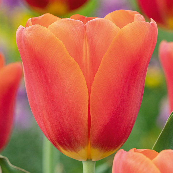Tulip Orange Juice Tulip Orange Juice